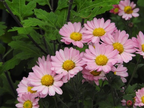 二十四節気,白露